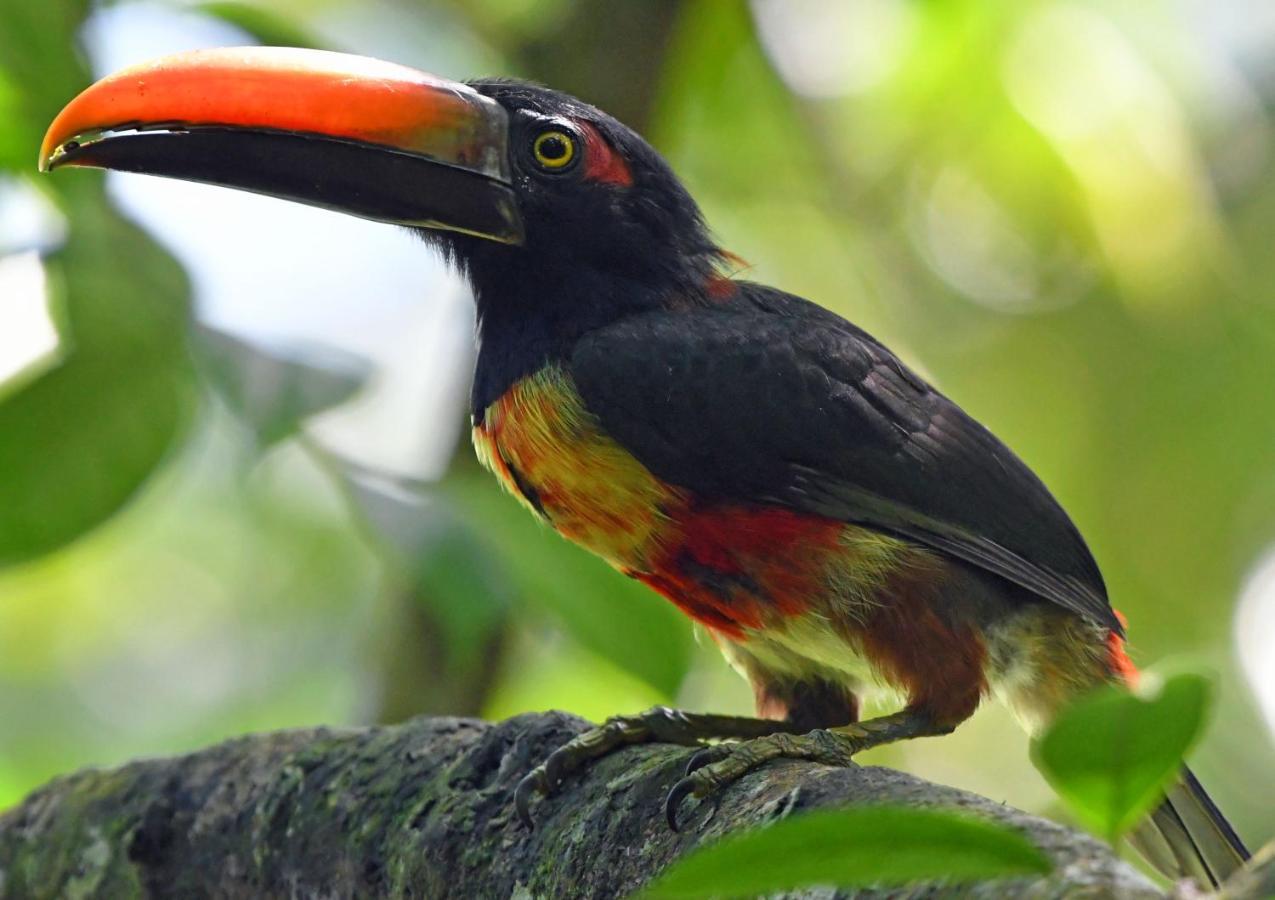 La Montanita Lodge Manuel Antonio Dış mekan fotoğraf