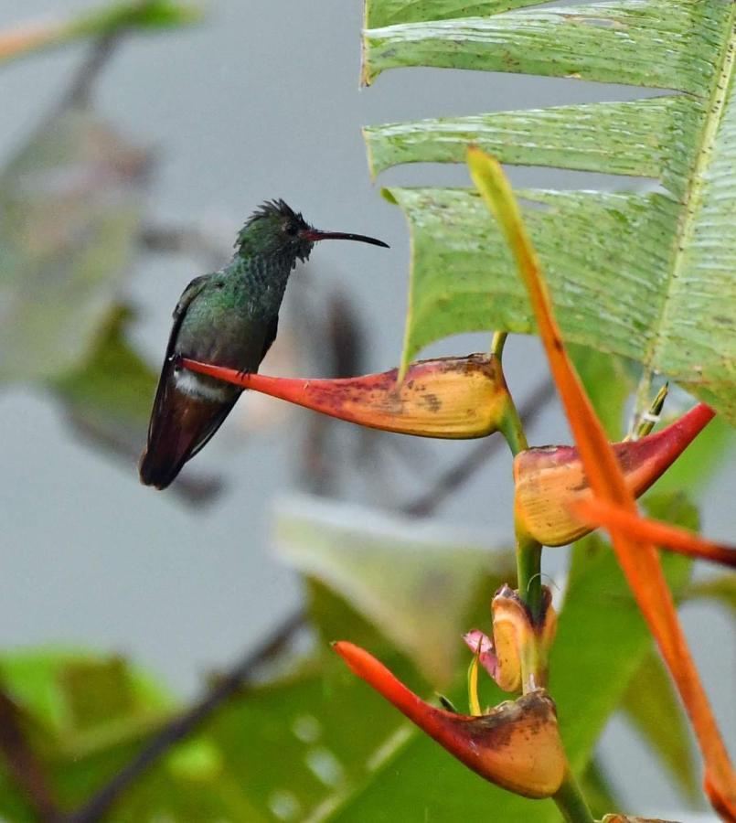 La Montanita Lodge Manuel Antonio Dış mekan fotoğraf