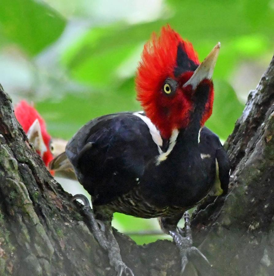 La Montanita Lodge Manuel Antonio Dış mekan fotoğraf