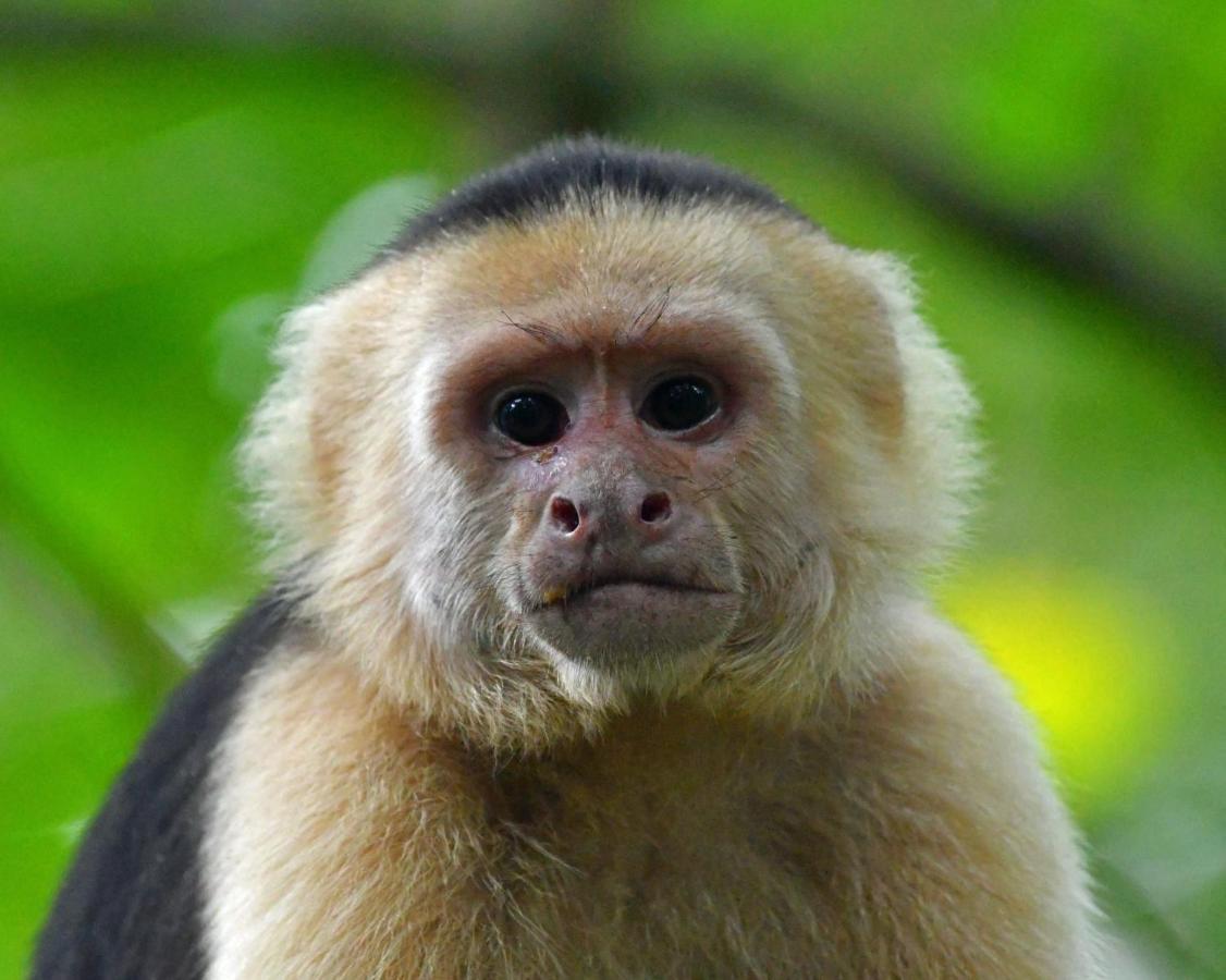 La Montanita Lodge Manuel Antonio Dış mekan fotoğraf