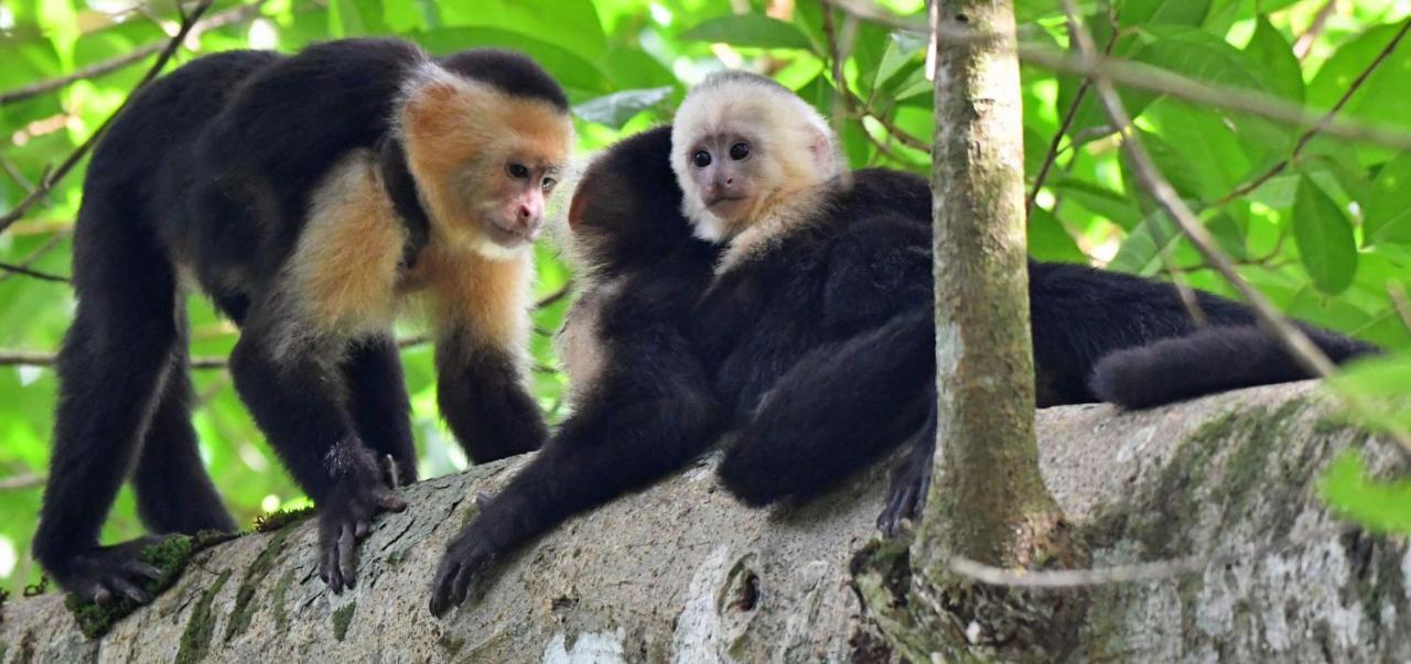 La Montanita Lodge Manuel Antonio Dış mekan fotoğraf