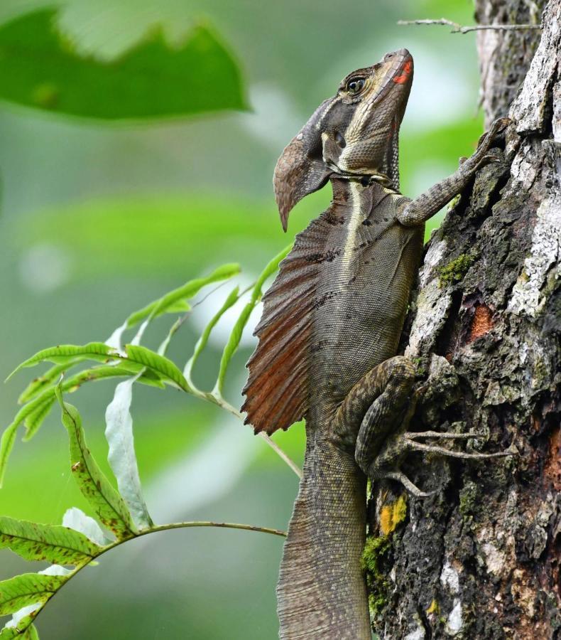 La Montanita Lodge Manuel Antonio Dış mekan fotoğraf