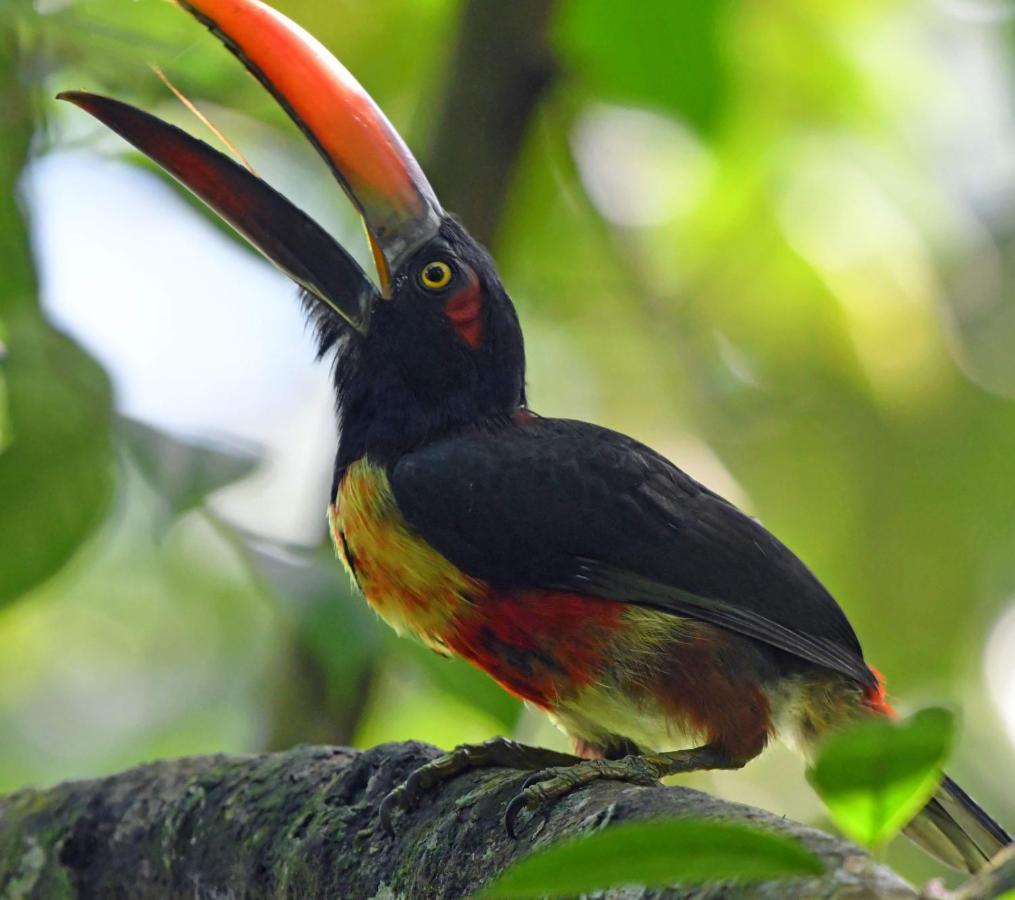 La Montanita Lodge Manuel Antonio Dış mekan fotoğraf