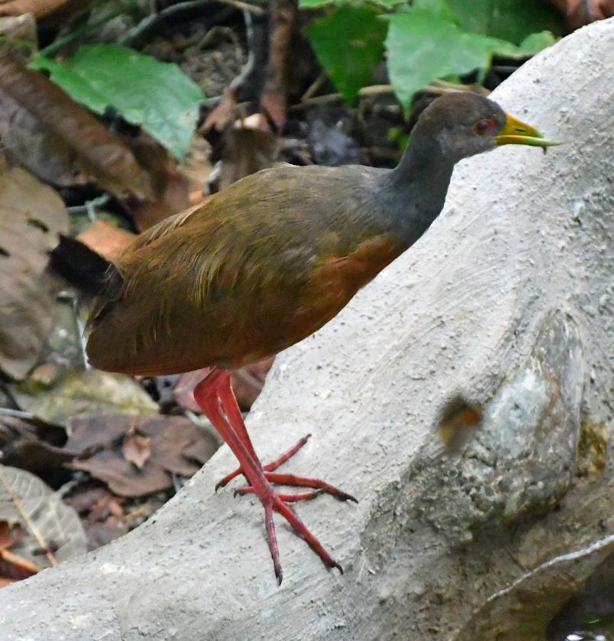 La Montanita Lodge Manuel Antonio Dış mekan fotoğraf