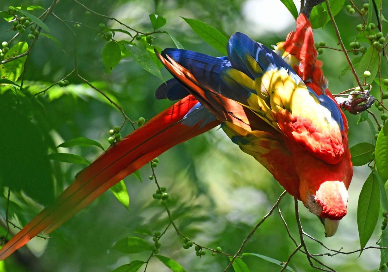 La Montanita Lodge Manuel Antonio Dış mekan fotoğraf