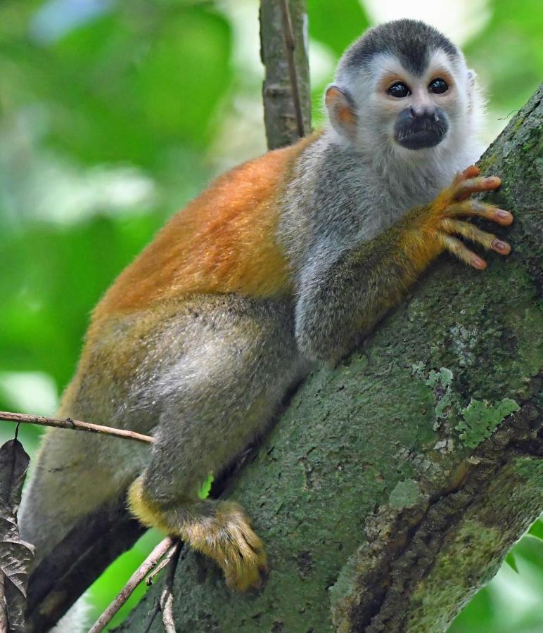 La Montanita Lodge Manuel Antonio Dış mekan fotoğraf