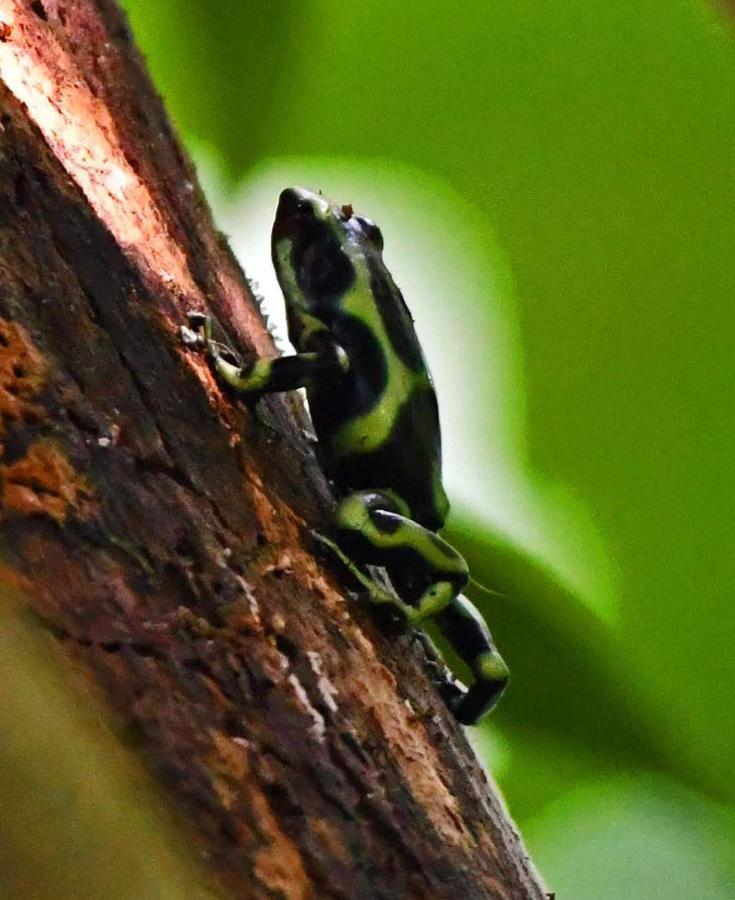 La Montanita Lodge Manuel Antonio Dış mekan fotoğraf