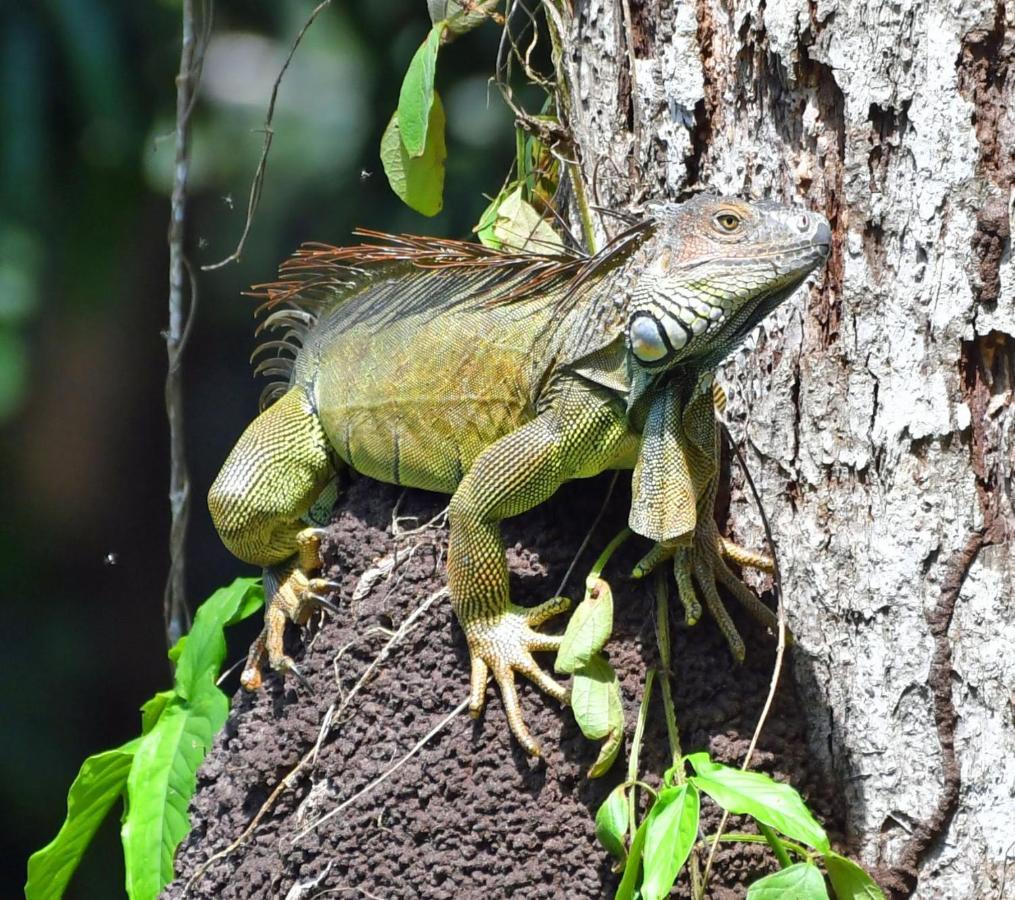 La Montanita Lodge Manuel Antonio Dış mekan fotoğraf