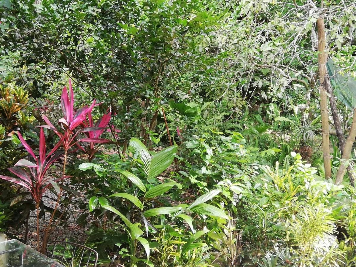 La Montanita Lodge Manuel Antonio Dış mekan fotoğraf