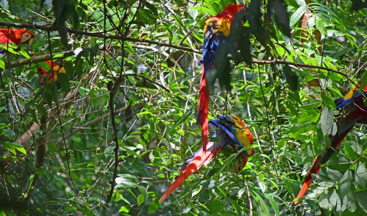 La Montanita Lodge Manuel Antonio Dış mekan fotoğraf