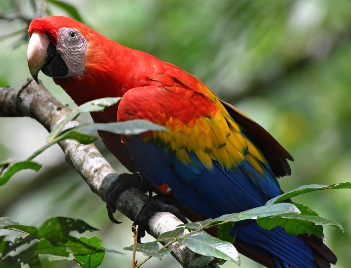 La Montanita Lodge Manuel Antonio Dış mekan fotoğraf