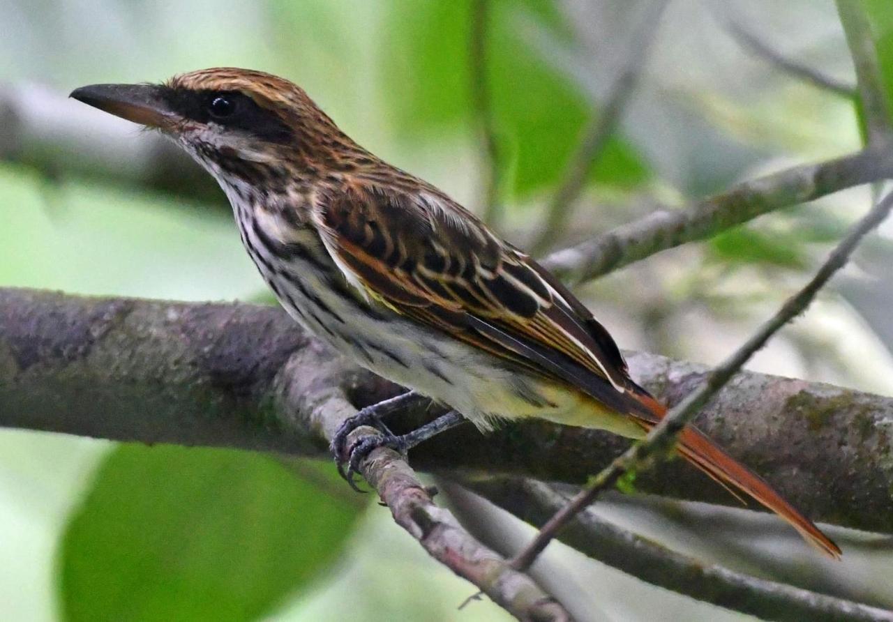 La Montanita Lodge Manuel Antonio Dış mekan fotoğraf