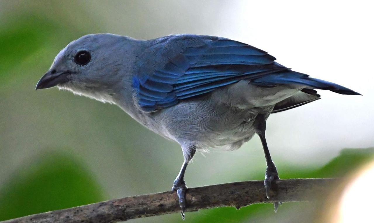 La Montanita Lodge Manuel Antonio Dış mekan fotoğraf