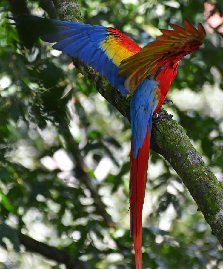 La Montanita Lodge Manuel Antonio Dış mekan fotoğraf