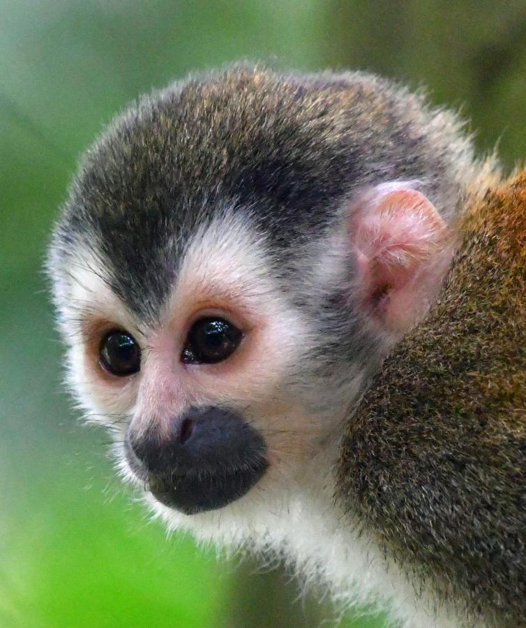 La Montanita Lodge Manuel Antonio Dış mekan fotoğraf