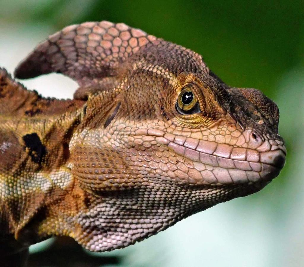 La Montanita Lodge Manuel Antonio Dış mekan fotoğraf