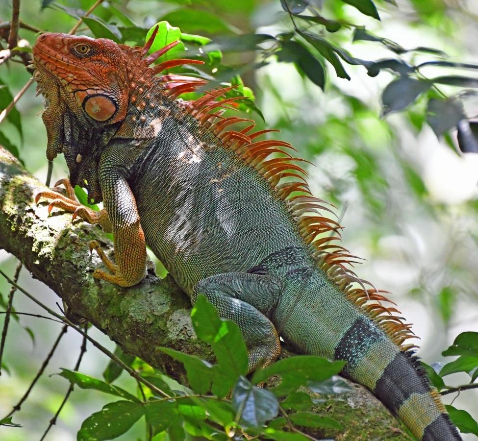 La Montanita Lodge Manuel Antonio Dış mekan fotoğraf