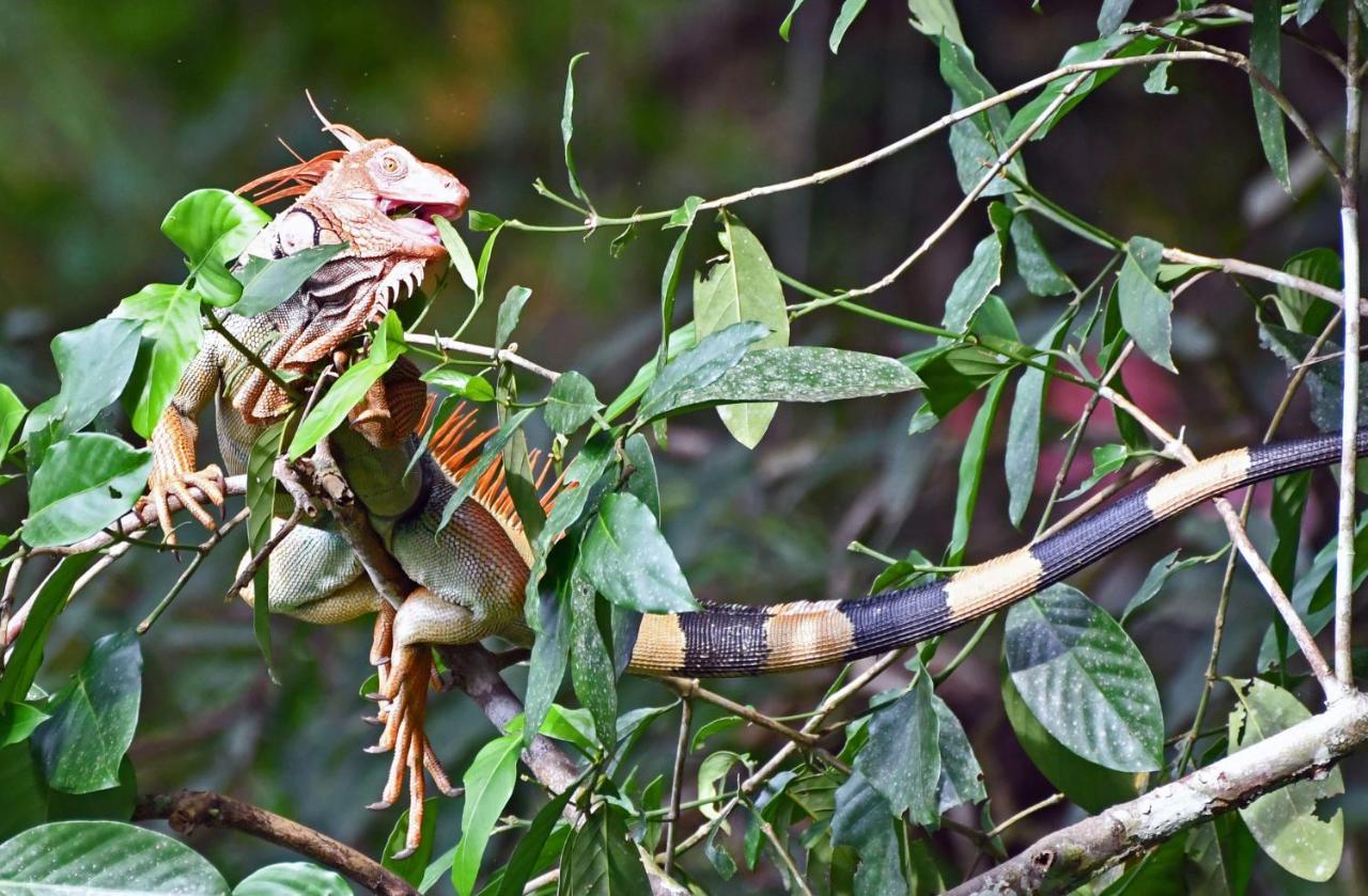 La Montanita Lodge Manuel Antonio Dış mekan fotoğraf