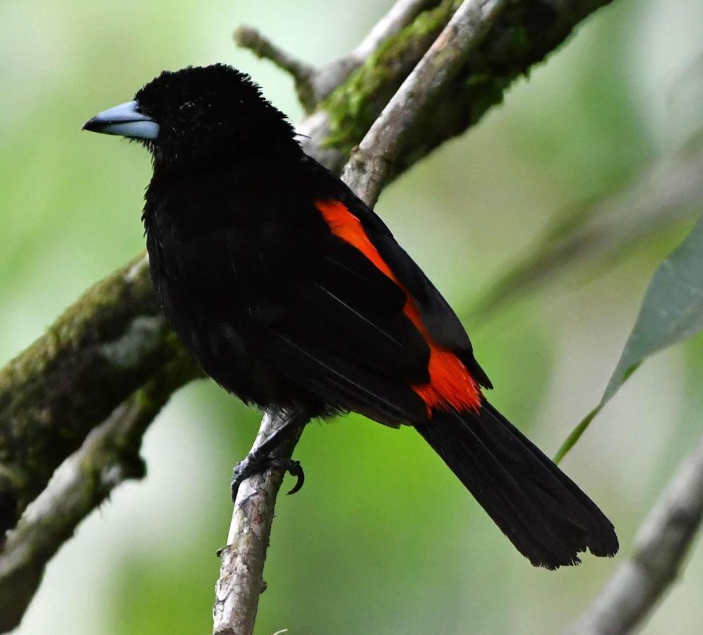 La Montanita Lodge Manuel Antonio Dış mekan fotoğraf