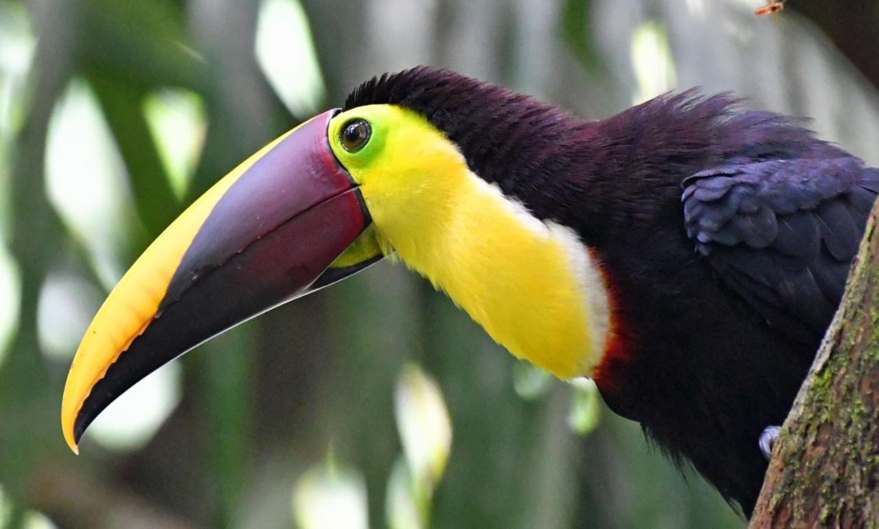 La Montanita Lodge Manuel Antonio Dış mekan fotoğraf