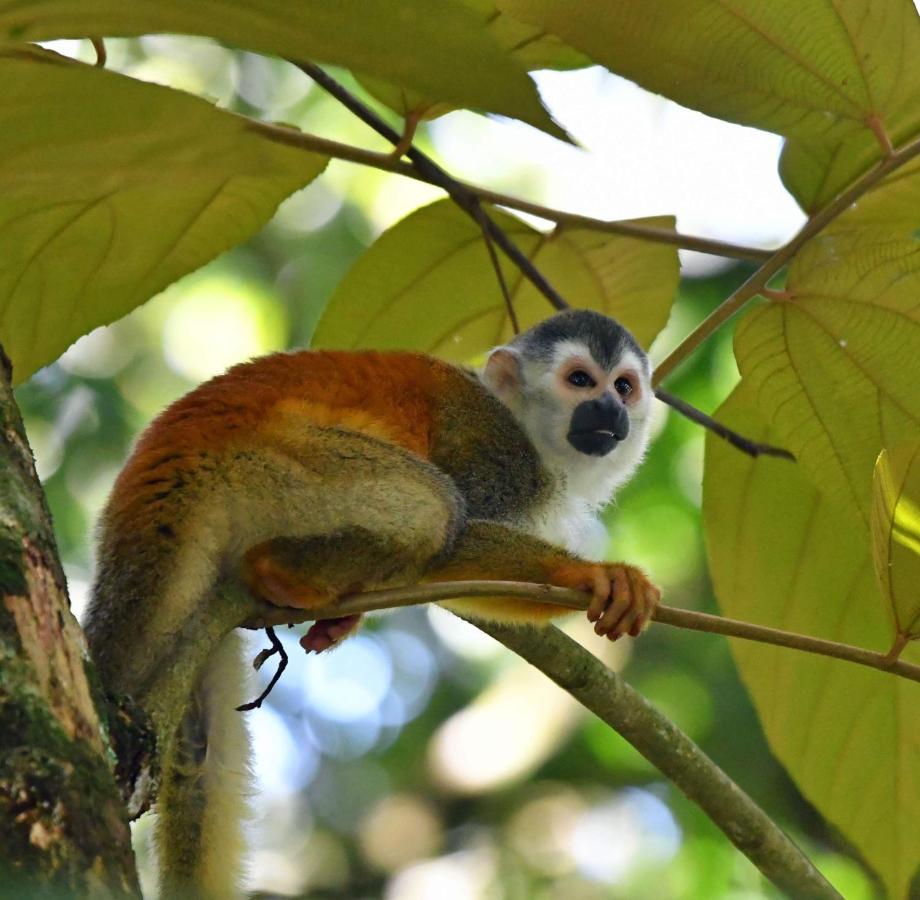 La Montanita Lodge Manuel Antonio Dış mekan fotoğraf