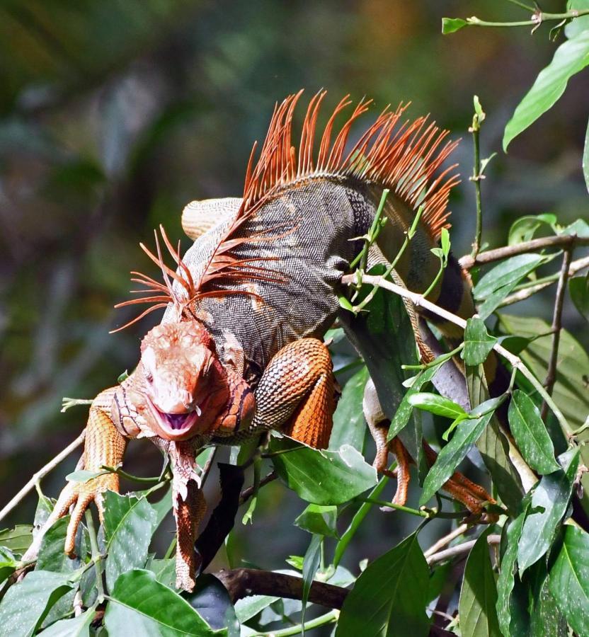 La Montanita Lodge Manuel Antonio Dış mekan fotoğraf